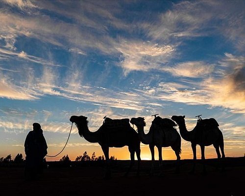 Camel ride in sunset time