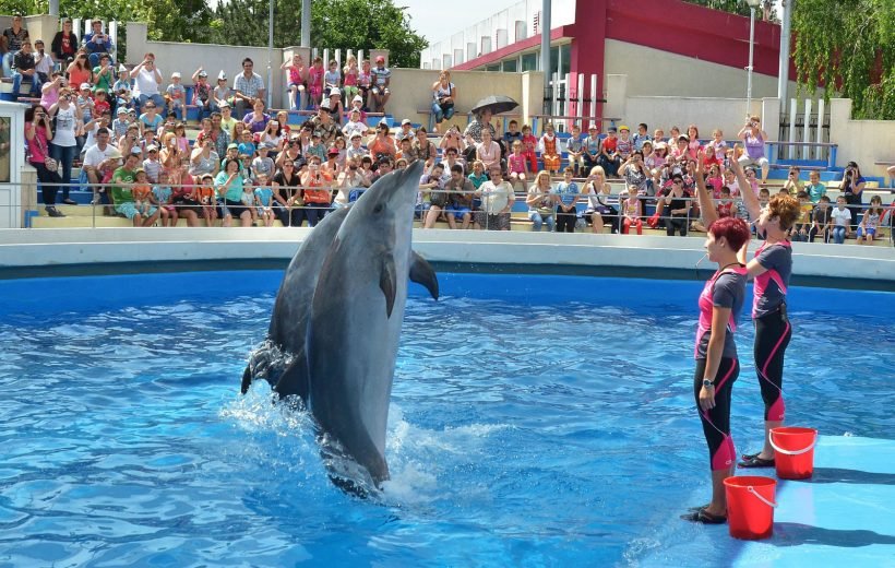 Dolphin world from Agadir & Taghazout