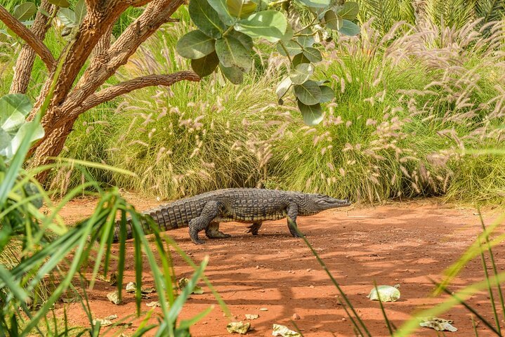 Crocopark Trip From Taghazout